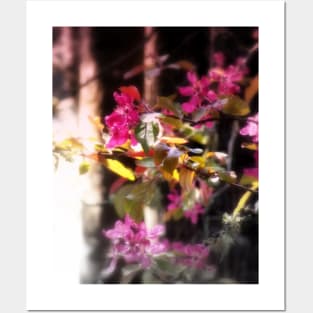 red Malus 'Radiant' crab apple blossoms #3 Posters and Art